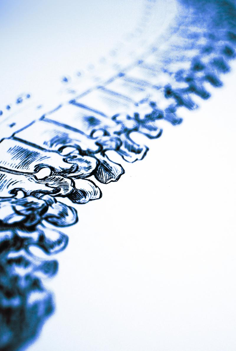 A stylized, high-contrast blue ink illustration of a human spine and vertebrae, shown from a diagonal perspective against a clean white background.